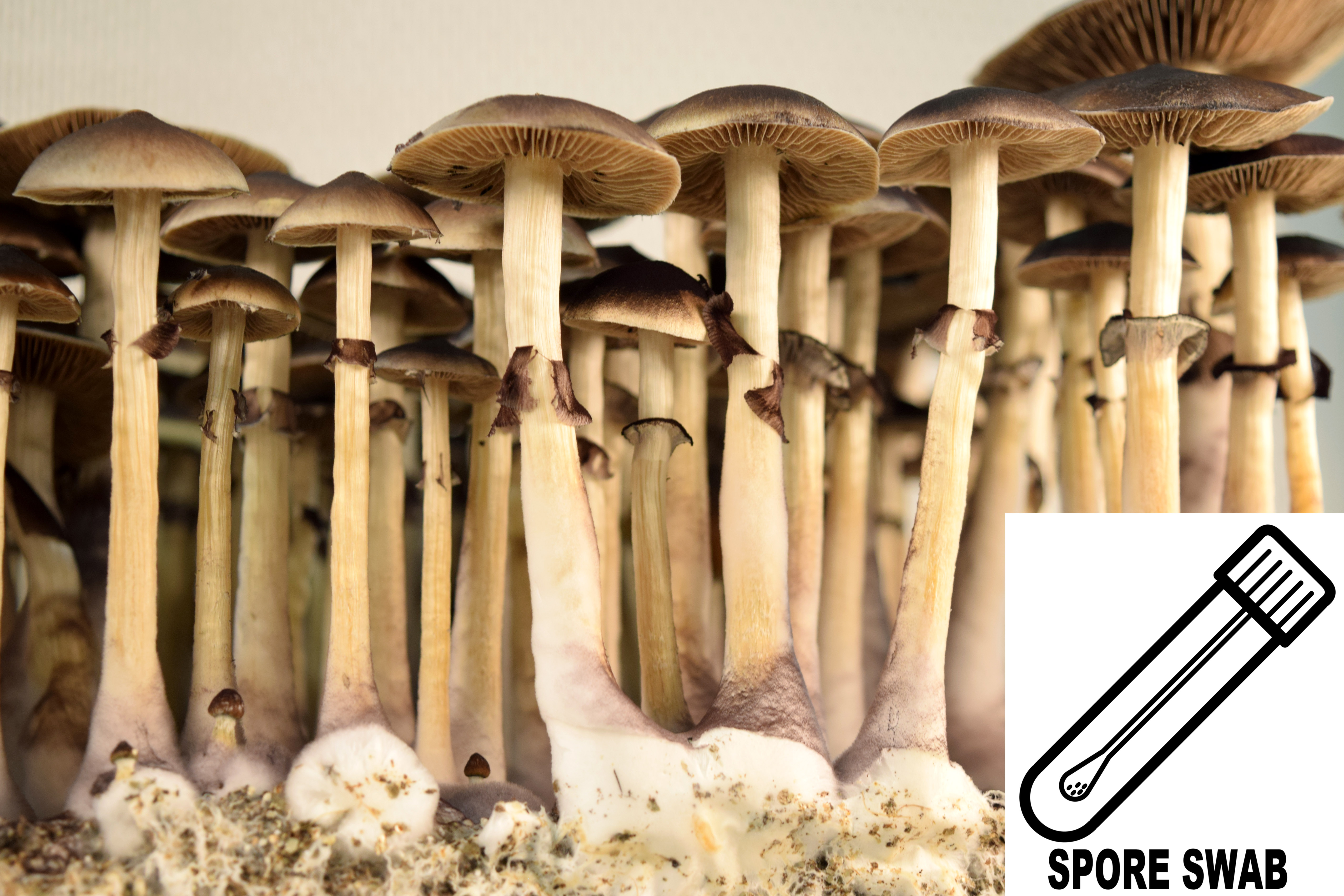 Psilocybe cubensis : Golden Teacher Spore Swab